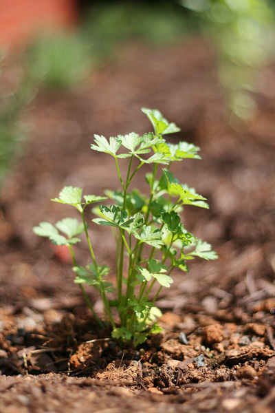 { Italian Flat Leaf Parsley } { Italian Flat Leaf Parsley }