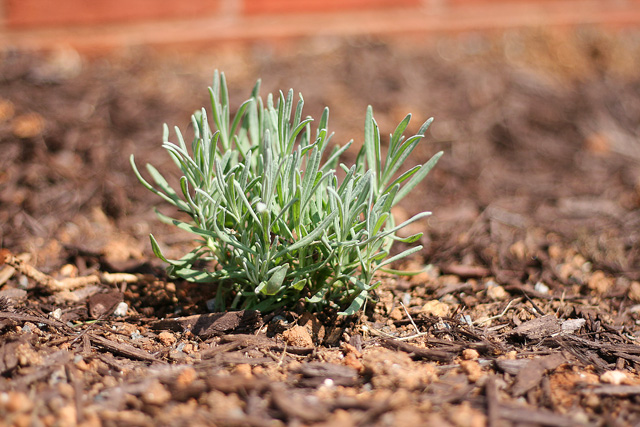 { Lavender Herb Landscaping Bush } { Lavender Herb Landscaping Bush }