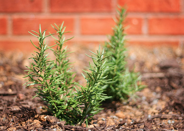 { Rosemary Herb Landscaping Bush } { Rosemary Herb Landscaping Bush }