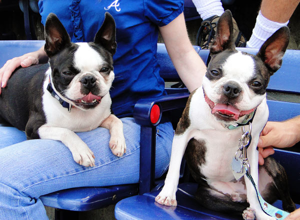 kevinandamanda auburn football Atlanta Braves Bark in the Park Dog Day Boston Terriers Meetup