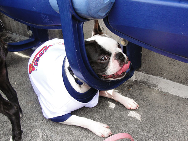 kevinandamanda auburn football Atlanta Braves Bark in the Park Dog Day Boston Terriers Meetup
