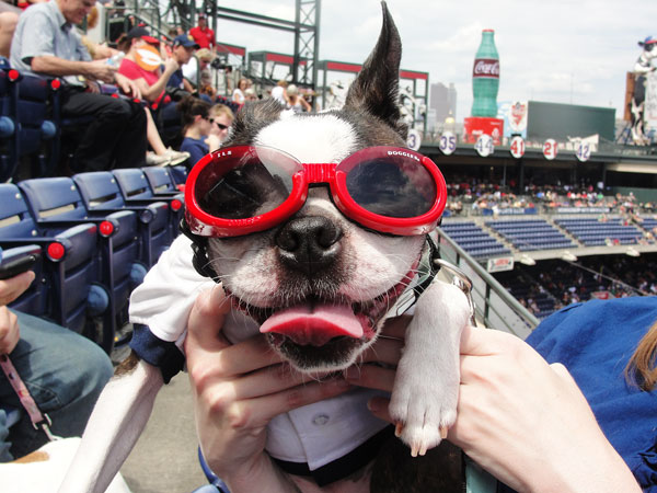 kevinandamanda auburn football Atlanta Braves Bark in the Park Dog Day Boston Terriers Meetup