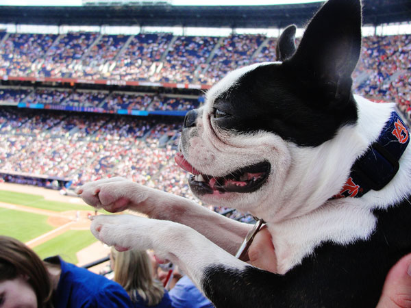 kevinandamanda auburn football Atlanta Braves Bark in the Park Dog Day Boston Terriers Meetup