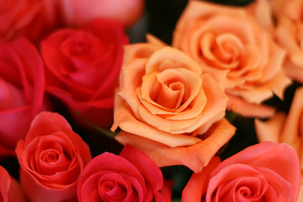 rainbow-roses 1-rainbow-roses