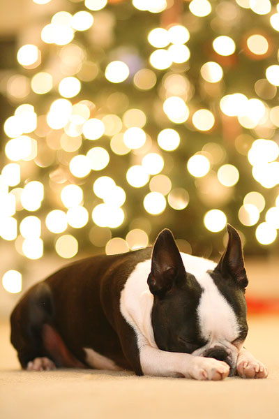 Must-Get Christmas Pictures Before the Tree Comes Down! Read more at https://axis-apexium.live/must-get-christmas-pictures-before-the-tree-comes-down/#ixzz2Cn2SGsIW