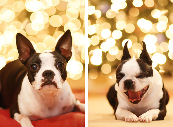 mileyandhowie-christmas-tree-collage2 mileyandhowie-christmas-tree-collage2