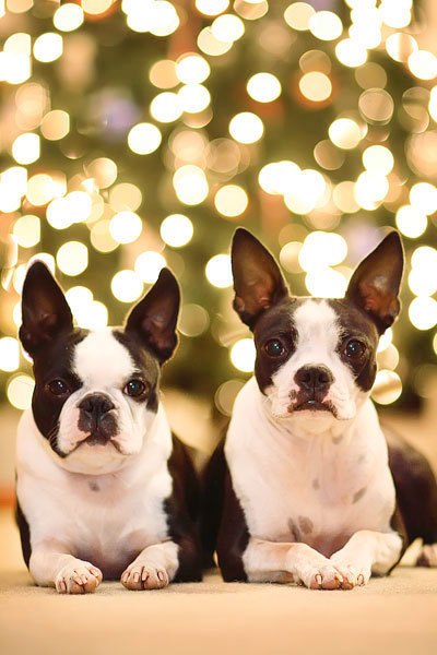 mileyandhowie-christmas-tree mileyandhowie-christmas-tree