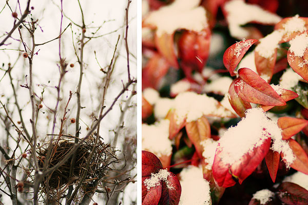 snow tree branches bird's nest collage snow tree branches bird's nest collage