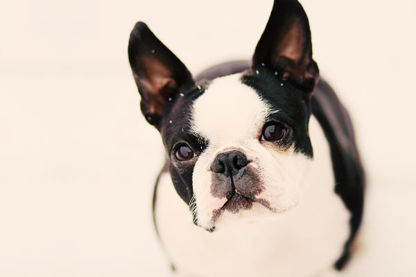snow boston terrier puppy howie snow boston terrier puppy howie