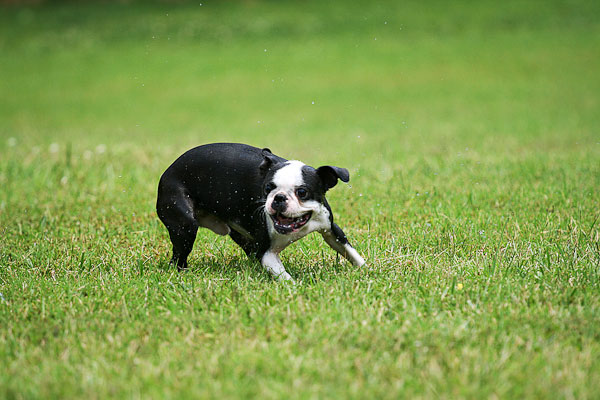 Boston Terrier with Background Blur Image of Boston Terrier with Background Blur