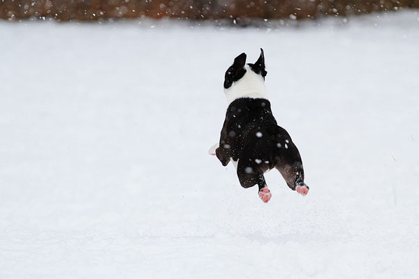 Our Dog Playing in The Snow Action Photo of Our Dog Playing in The Snow