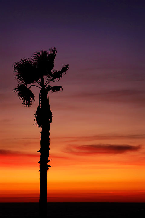 Tree in Front of a Sunset Silhouette of a Tree in Front of a Sunset