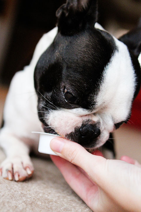 Gifts For Dogs For Christmas