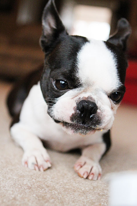 Best Gifts For Dogs For Christmas