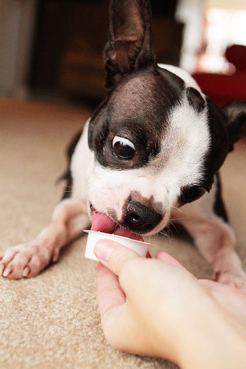 Gifts For Dogs For Christmas