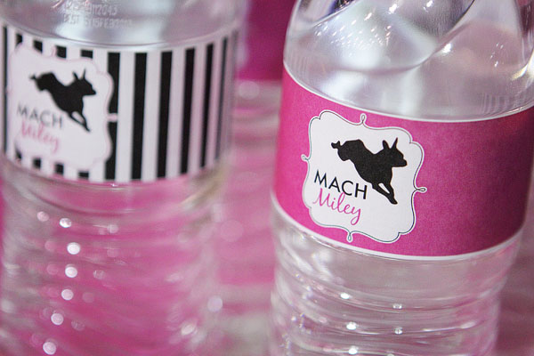 Miley the Boston Terrier's Agility MACH Party Miley the Boston Terrier's Agility MACH Party