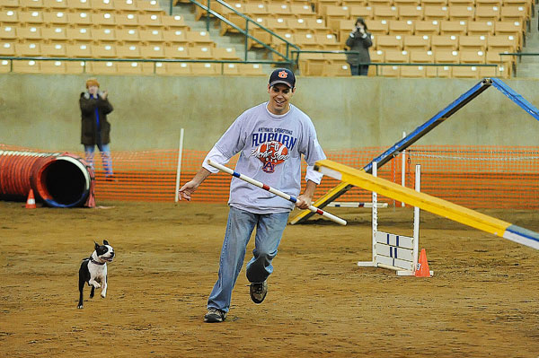 AKC Master Agility Champion Miley the Boston Terrier AKC Master Agility Champion Miley the Boston Terrier