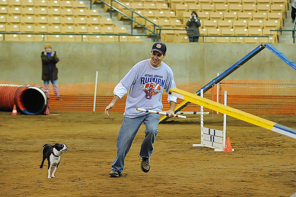 AKC Master Agility Champion Miley the Boston Terrier AKC Master Agility Champion Miley the Boston Terrier