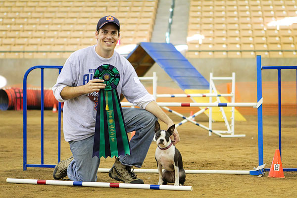 AKC Master Agility Champion Miley the Boston Terrier
