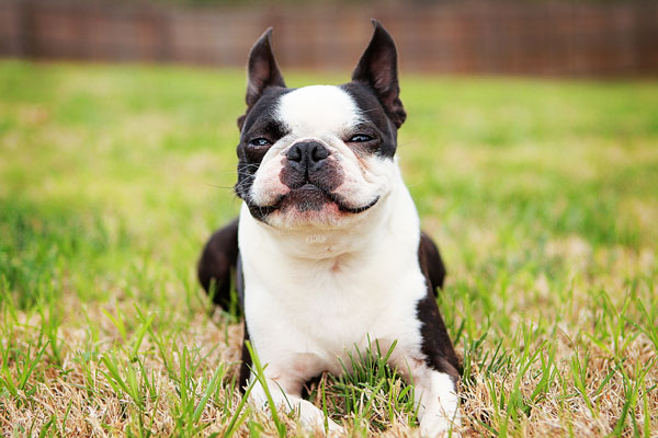 boston-terrier-apple-01 boston-terrier-apple-01