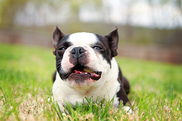 boston-terrier-apple-03 boston-terrier-apple-03