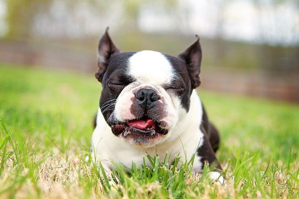 boston-terrier-apple-04 boston-terrier-apple-04