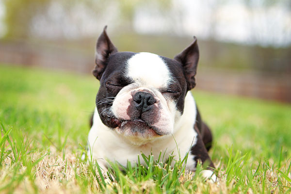 boston-terrier-apple-05 boston-terrier-apple-05