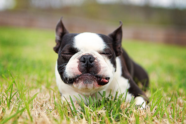 boston-terrier-apple-07 boston-terrier-apple-07