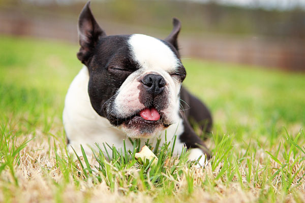 boston-terrier-apple-09 boston-terrier-apple-09