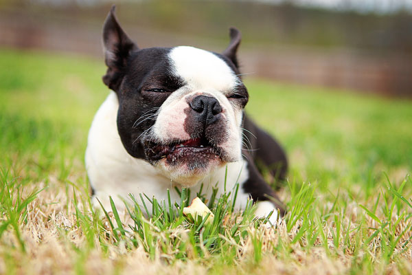 boston-terrier-apple-10 boston-terrier-apple-10