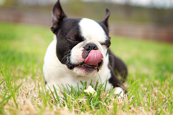 boston-terrier-apple-11 boston-terrier-apple-11