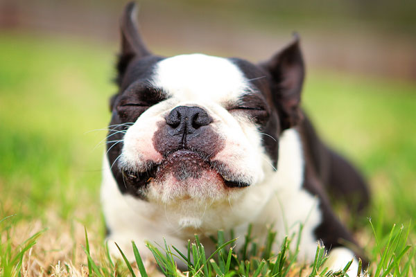 boston-terrier-apple-12 boston-terrier-apple-12