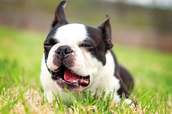 boston-terrier-apple-13 boston-terrier-apple-13