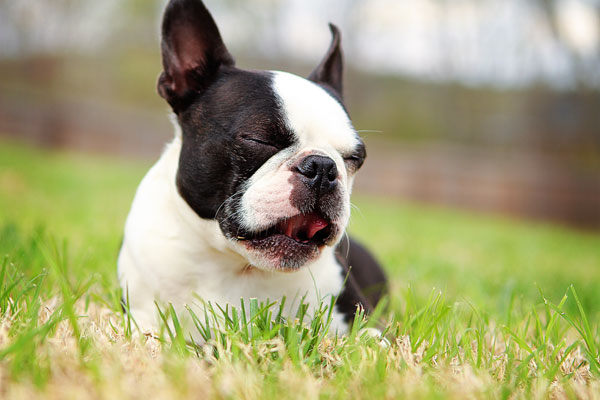 boston-terrier-apple-14 boston-terrier-apple-14