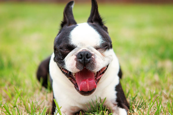 boston-terrier-apple-15 boston-terrier-apple-15