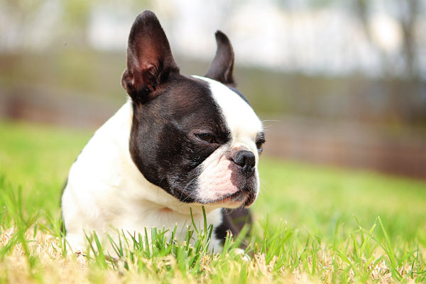 boston-terrier-apple-16 boston-terrier-apple-16