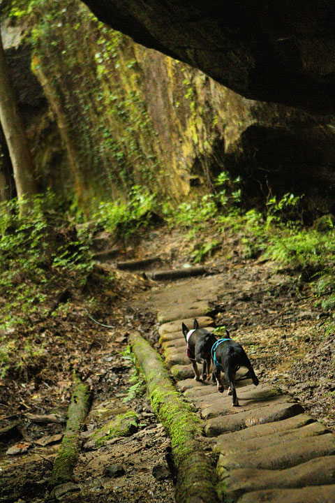 dismals canyon-03 Dismals Canyon in Alabama ~ Glow Worm Caves