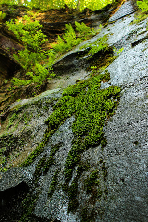 dismals canyon-05 Dismals Canyon in Alabama ~ Glow Worm Caves
