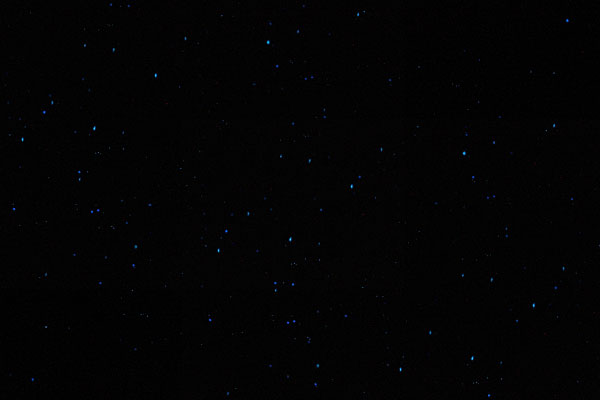 dismals canyon-16 Dismals Canyon in Alabama ~ Glow Worm Caves