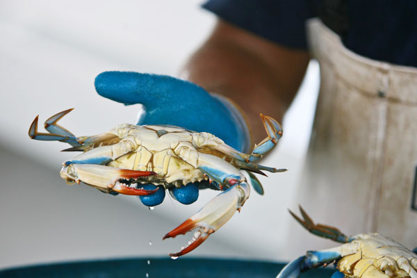 KERRY MALONEY / LOUISIANA SEAFOOD NEWS KERRY MALONEY / LOUISIANA SEAFOOD NEWS