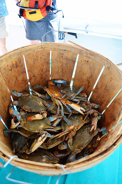 04-crab-and-crawfish-maggy-456 04-crab-and-crawfish-maggy-456