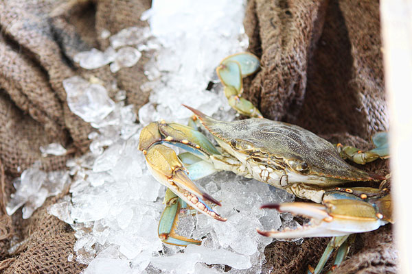 11-crab-and-crawfish-jenny-flake-404 11-crab-and-crawfish-jenny-flake-404