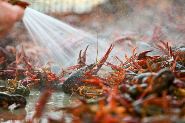 KERRY MALONEY / LOUISIANA SEAFOOD NEWS KERRY MALONEY / LOUISIANA SEAFOOD NEWS