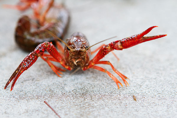 17-crab-and-crawfish-marla-meridith-272 17-crab-and-crawfish-marla-meridith-272