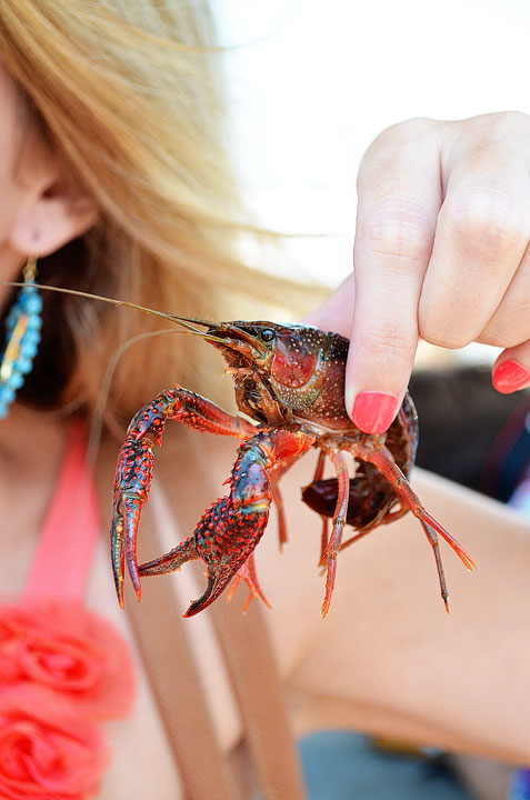 20-crab-and-crawfish-maggy-546 20-crab-and-crawfish-maggy-546