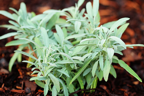 Sage Sage