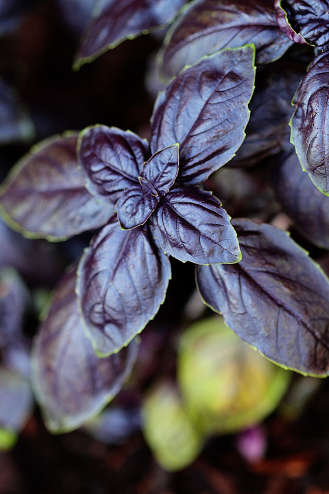 Amethyst Basil Amethyst Basil
