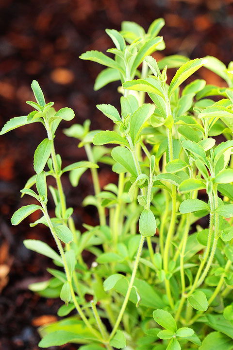 Stevia Stevia
