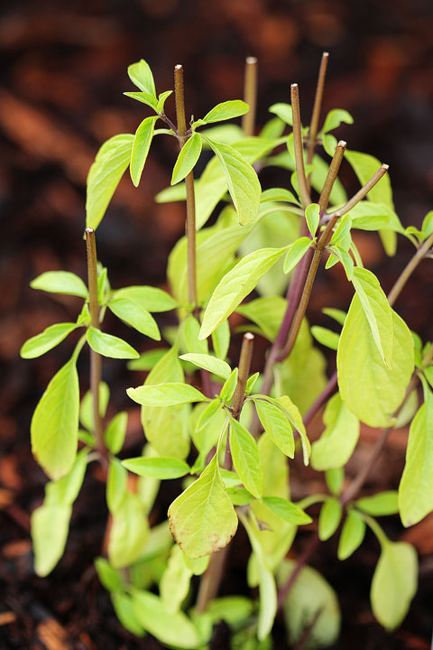 Thai Basil Thai Basil