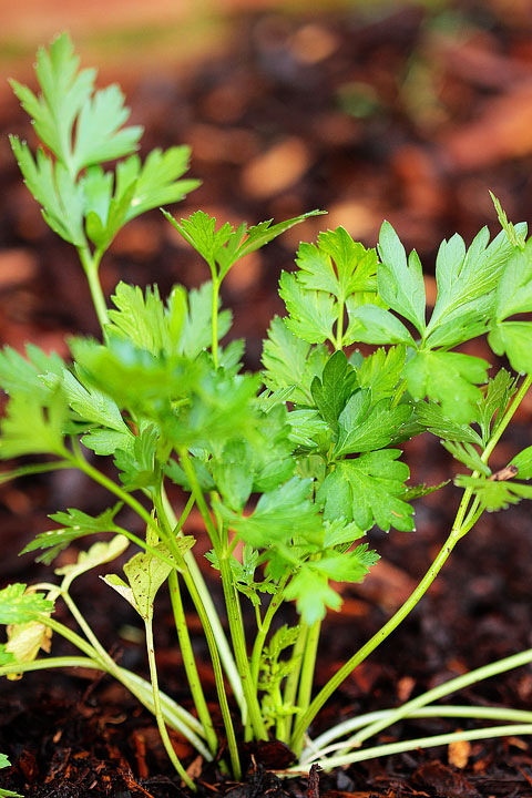 Parsley Parsley